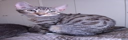 Bengal cats for stud: PROVEN ♡ Handsome BENGAL STUD > Carries SNOW + SLV in Birmingham - Advert 19