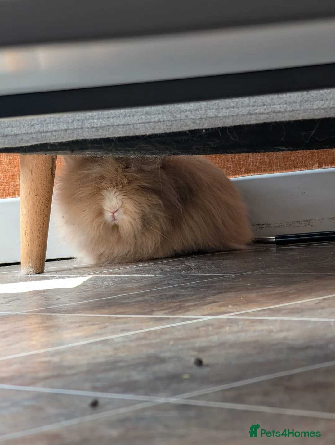 Lionhead rabbits for sale: REHOME: 2 x Male Lion head Rabbits in Nelson - Advert 3