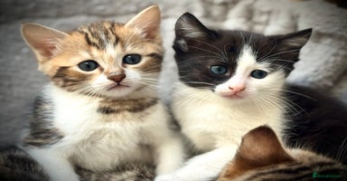 Ragdoll cats - Advert 2