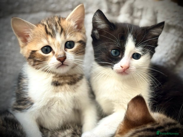 Ragdoll cats - Advert 1