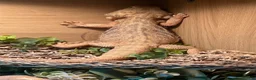 Bearded Dragon reptiles for sale: bearded dragon all the set up in Norwich - Advert 4