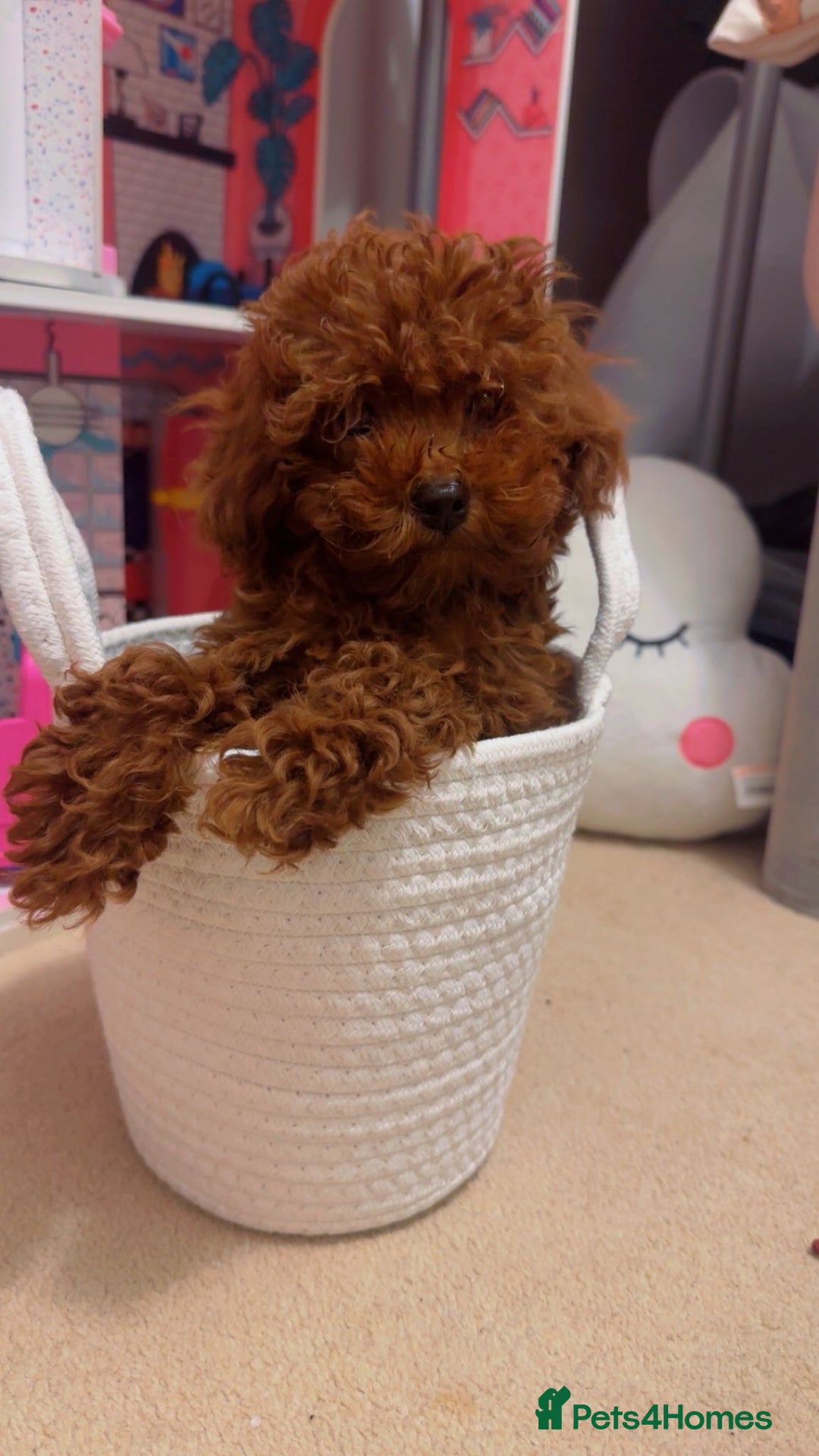 Toy Poodle dogs for sale: Asian Toy Poodle (Korean & Chineese) - Advert 3