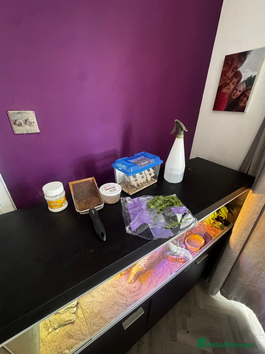 Bearded Dragon reptiles for sale: Bearded dragon + full vivarium setup + storage in Worthing - Advert 11