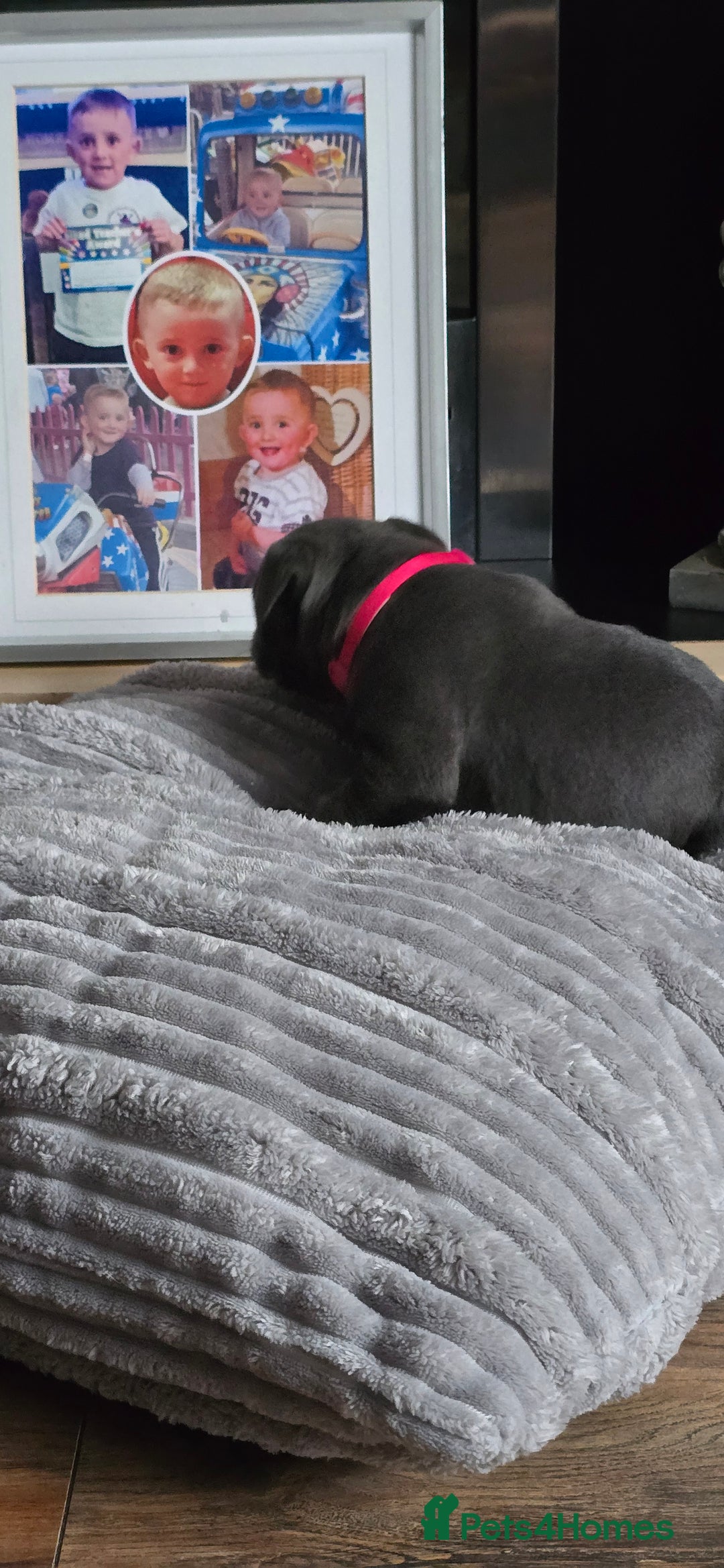 Staffordshire Bull Terrier dogs for sale: 4 beutiful blue staffies dad and mum kc  - Advert 7