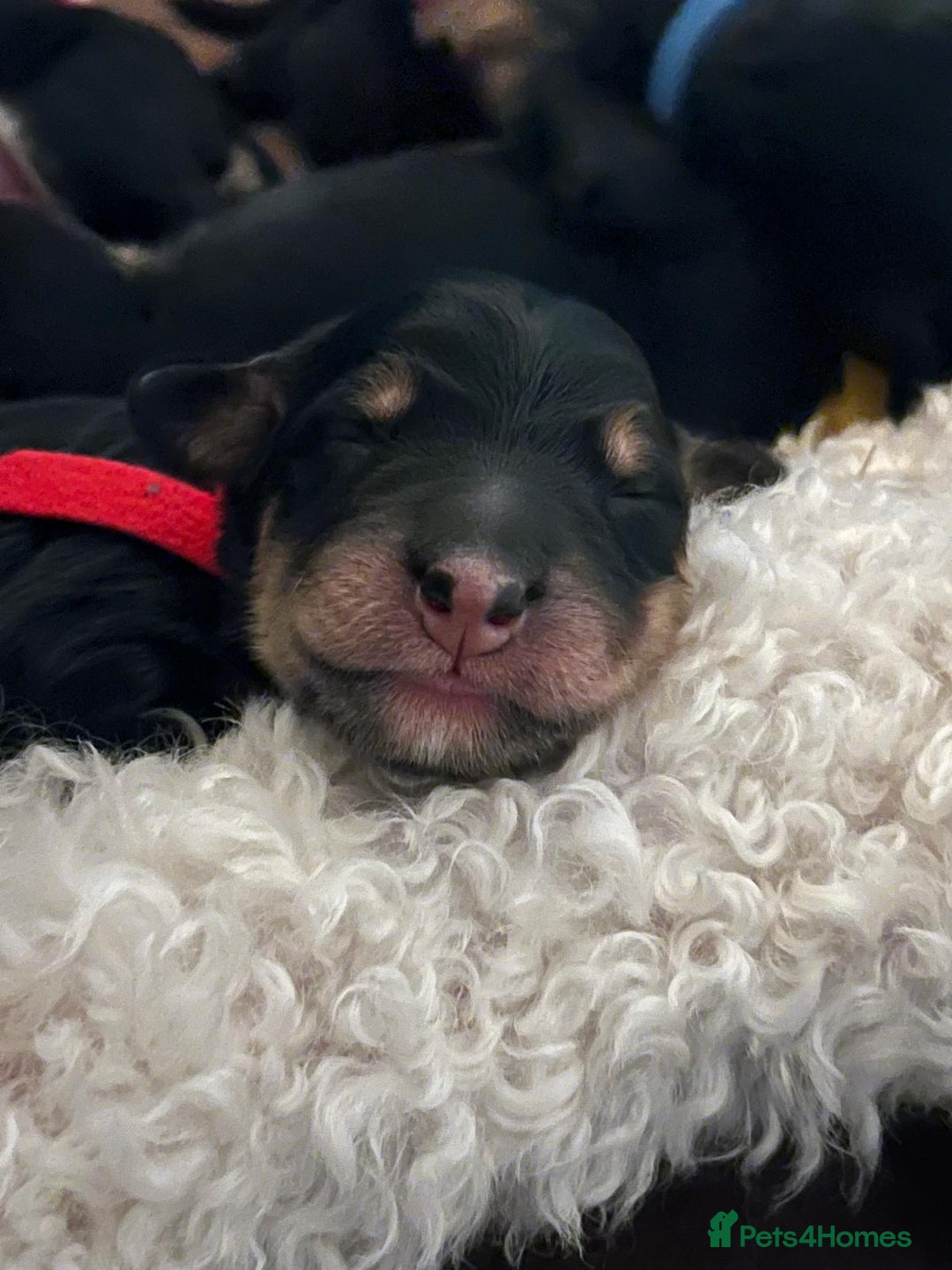 Bernedoodle dogs for sale: Exceptional F1 Bernedoodle Puppies - Advert 28