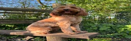 Cockapoo dogs for sale: F2 Cockapoo Puppies - Advert 1