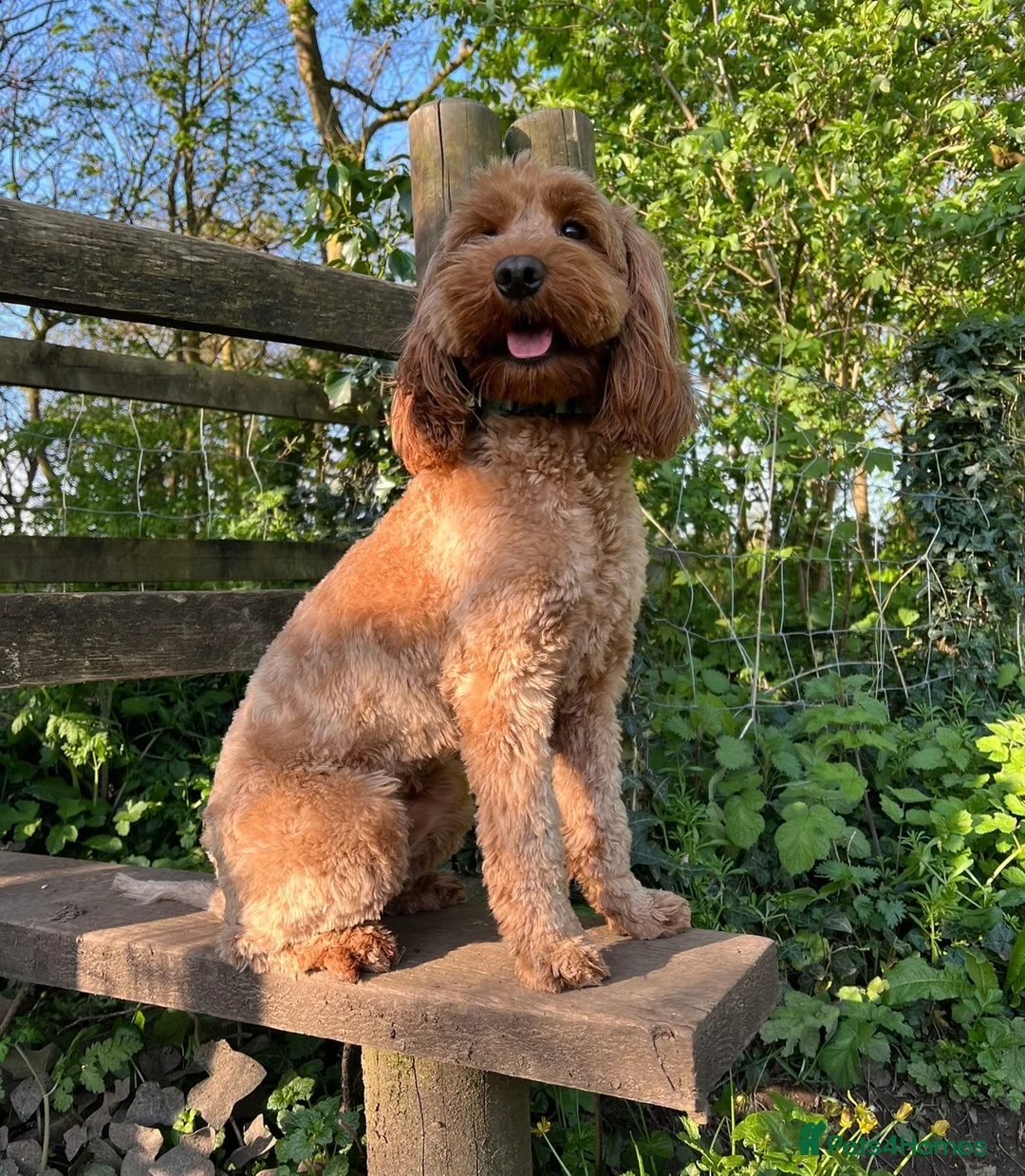 Cockapoo dogs for sale: F2 Cockapoo Puppies - Advert 1