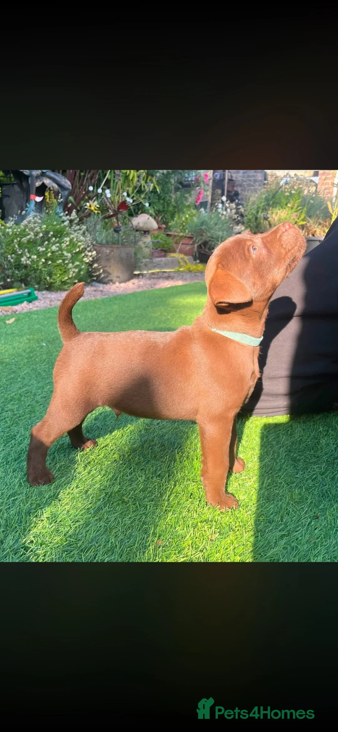 Patterdale Terrier dogs for sale: 2 beautiful patterdale puppies  - Advert 2
