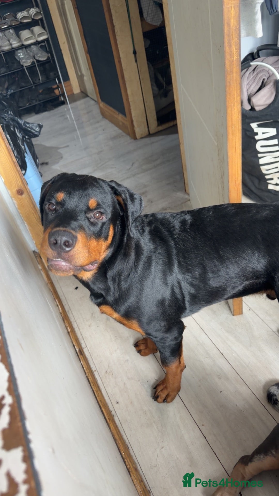 Rottweiler dogs for sale: 8 month old male Rottweiler  - Advert 5