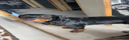 Rottweiler dogs for sale: 8 month old male Rottweiler  - Advert 1