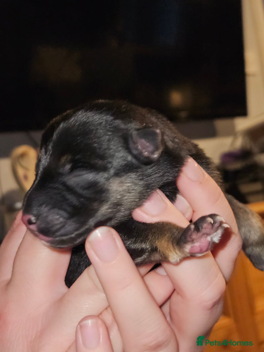 German Shepherd dogs for sale: German Shepherd Pups - Advert 4