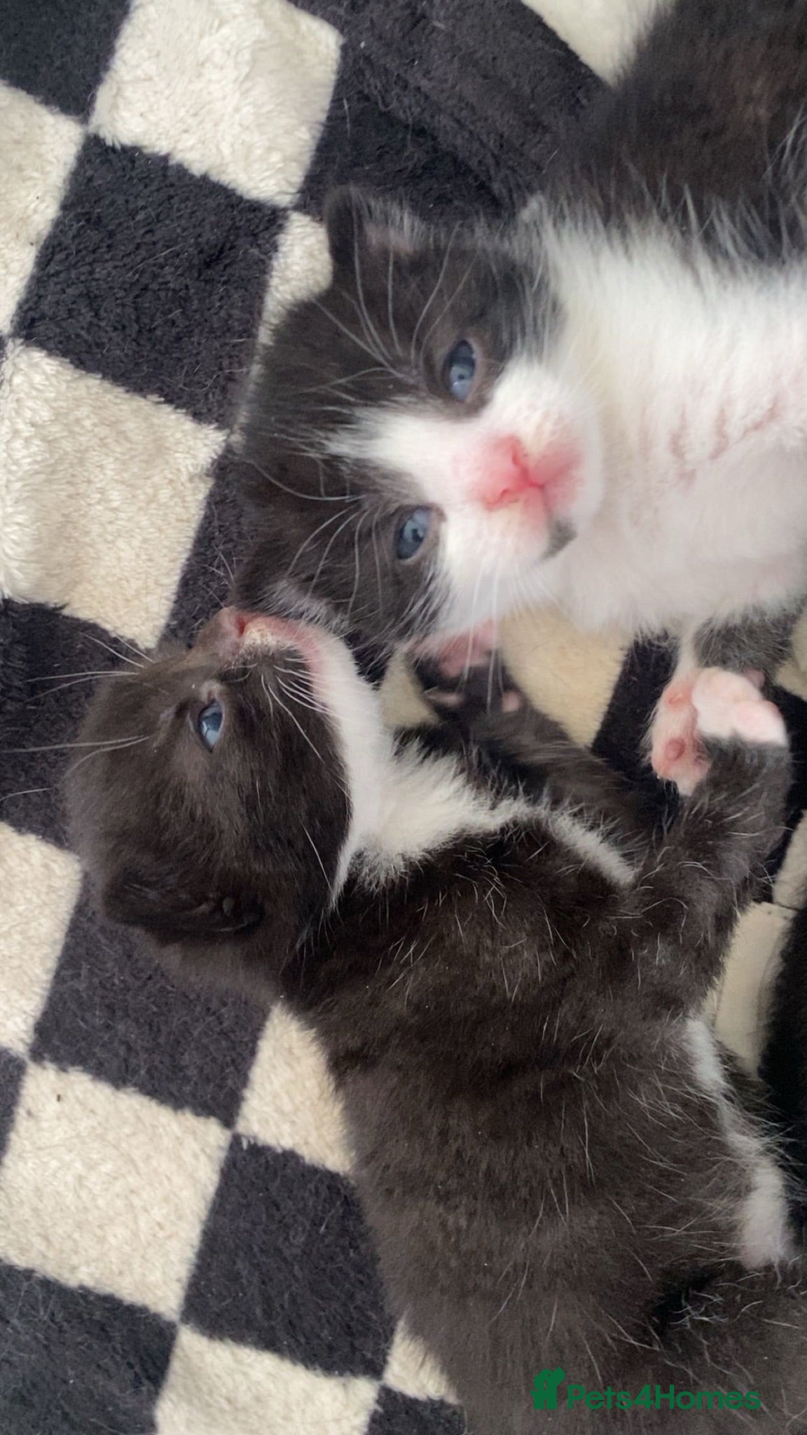 Mixed Breed cats 5 little babies ✨ - Advert 12