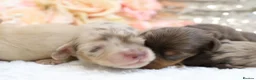 Miniature Dachshund dogs for sale: KC Longhair Miniature Dachshunds - Advert 19