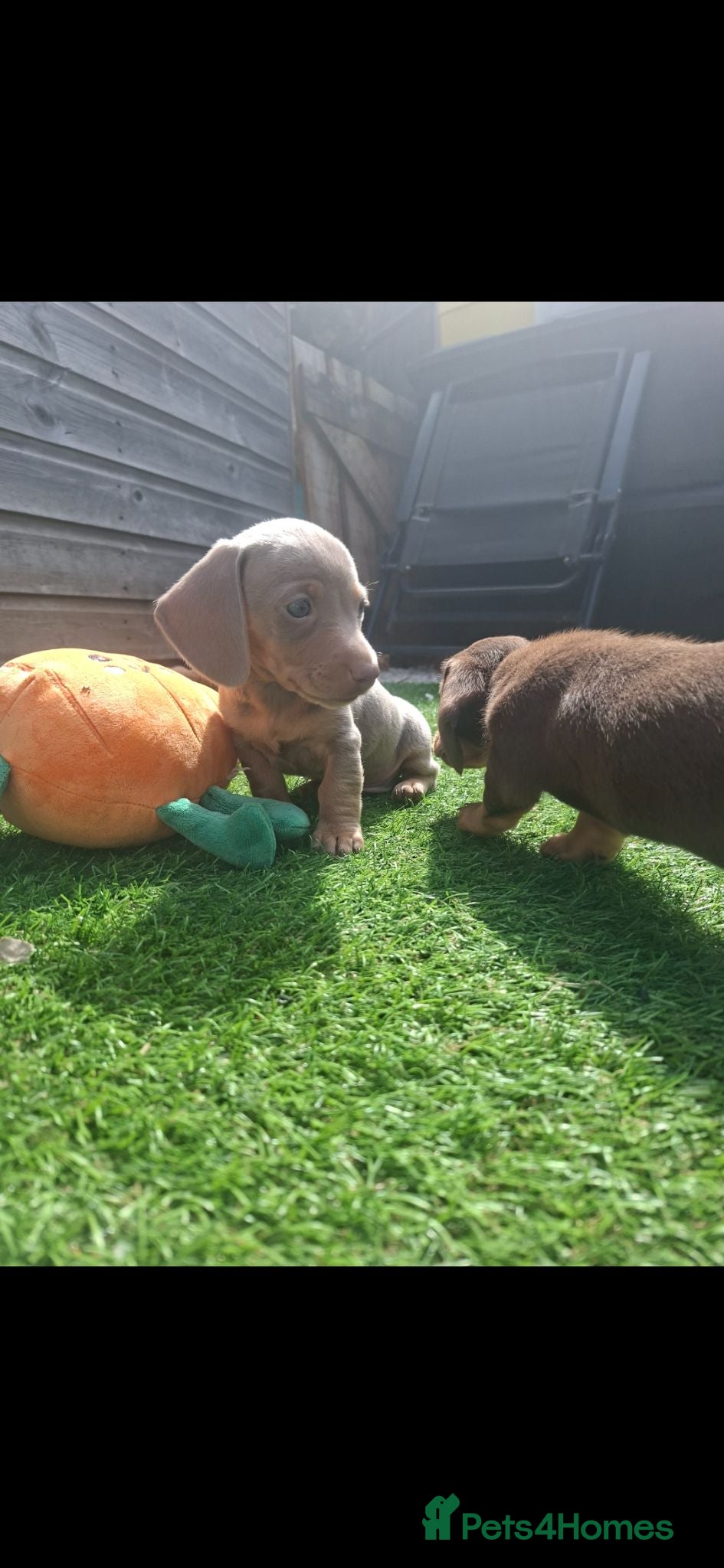 Miniature Dachshund dogs 2 miniture dachshunds 1 boy 1 girl - Advert 5