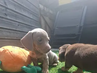 Miniature Dachshund dogs 2 miniture dachshunds 1 boy 1 girl - Advert 5
