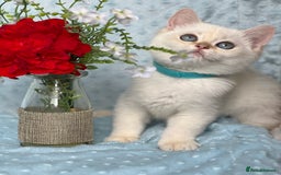 British Shorthair cats for sale: British sh golden kittens NY 12 GCCF  - Image 18