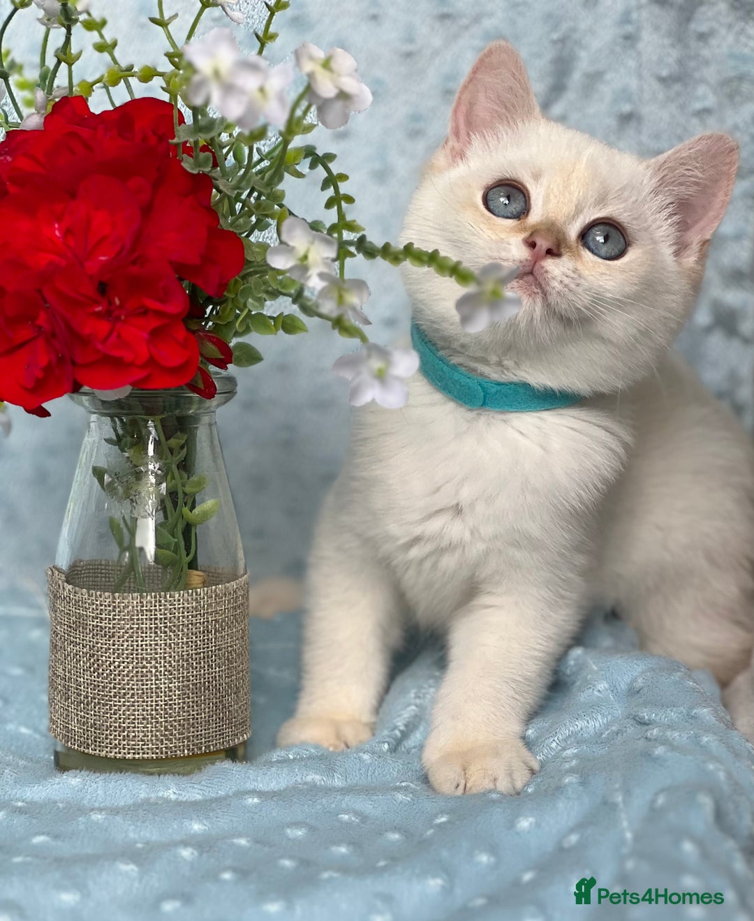 British Shorthair cats for sale: British sh golden kittens NY 12 GCCF  - Image 18