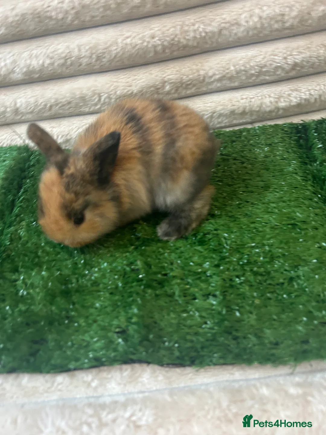 Mini Lop rabbits for sale: Beautiful Mini Lop eared bunnies.  - Advert 9