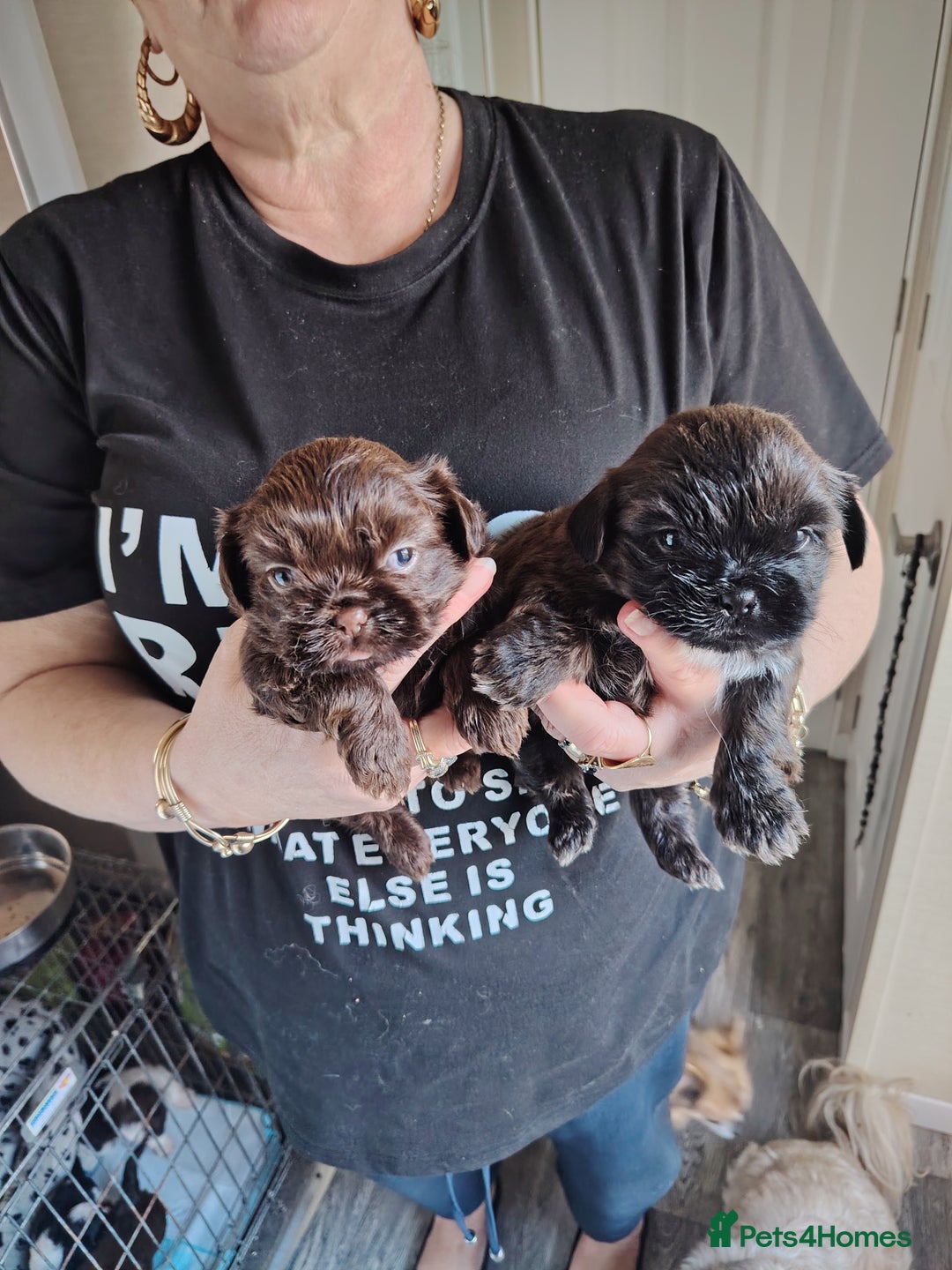 Shih Tzu dogs for sale: TWO CHOCOLATE SHIHTZU PUPS - Advert 4