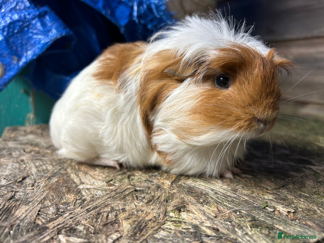 Guinea Pig rodents for sale: Beautiful Baby Guinea pigs to reserve  - Image 24
