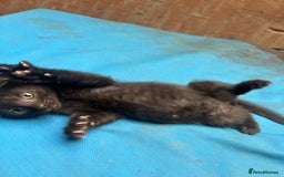 Mixed Breed cats for sale: 7 kittens looking for new home - Image 12
