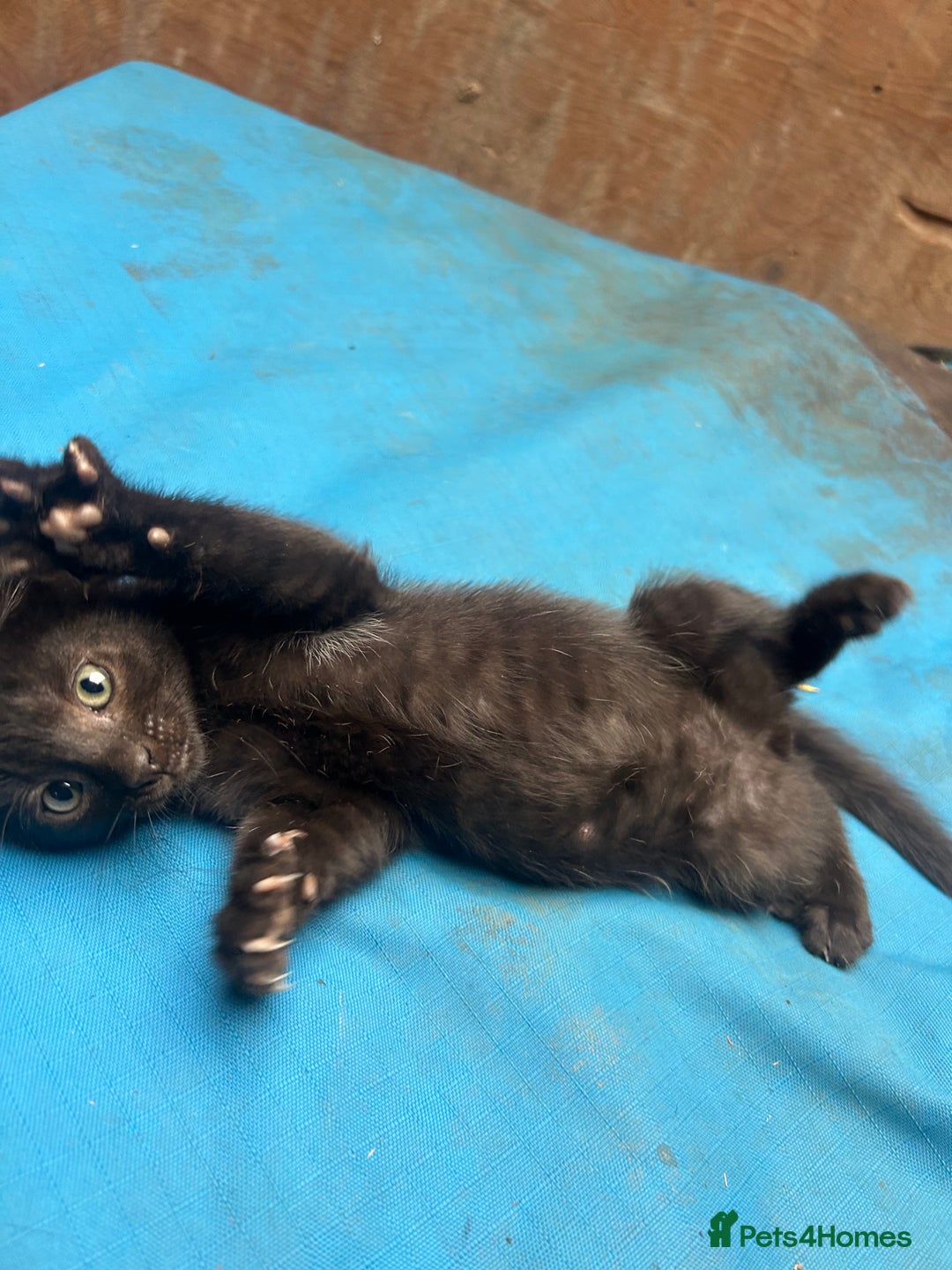 Mixed Breed cats for sale: 7 kittens looking for new home - Image 12