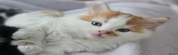 Mixed Breed cats for sale: Four Adorable Little Kittens Full of Personality - Advert 36