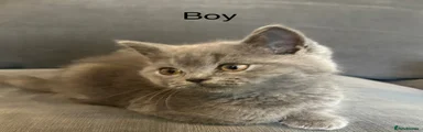 British Shorthair 1