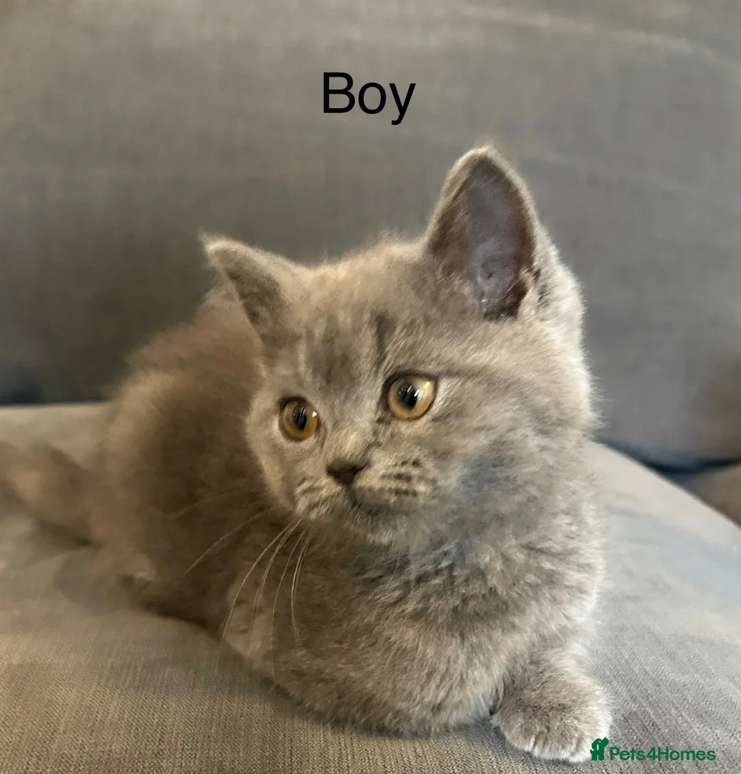 British Shorthair cats for sale: pure pedigreeBritish shorthairs kittens - Advert 20
