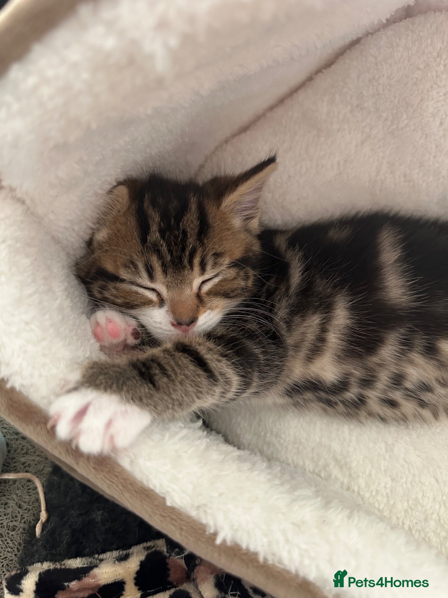 Mixed Breed cats Beautiful tabby kittens for sale - Advert 5
