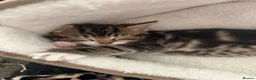 Mixed Breed cats for sale: Beautiful tabby kittens for sale - Advert 15