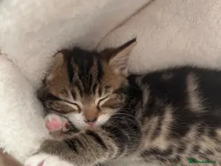 Mixed Breed cats Beautiful tabby kittens for sale - Advert 5