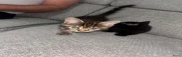 Mixed Breed cats for sale: 2 kittens for sale - Advert 3