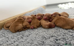Golden Retriever dogs for sale: FOX RED WORKING GOLDEN RETRIEVERS- 5 STAR BREEDERS - Image 16