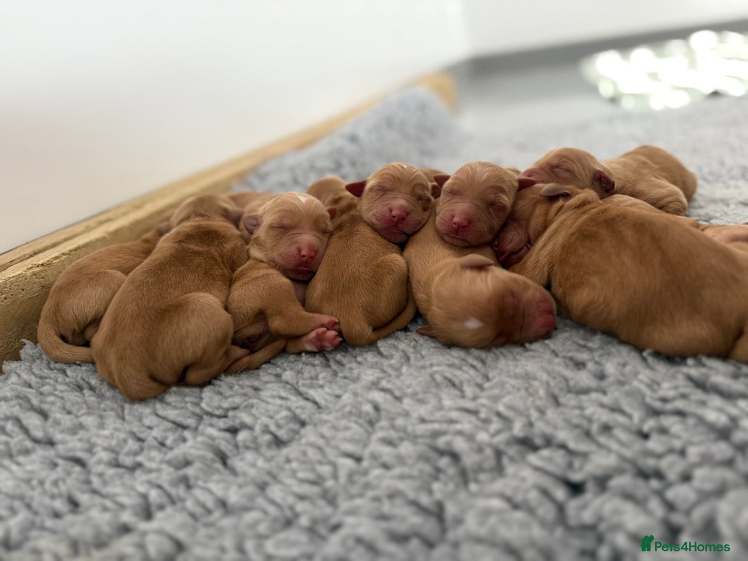 Golden Retriever dogs for sale: FOX RED WORKING GOLDEN RETRIEVERS- 5 STAR BREEDERS - Image 16