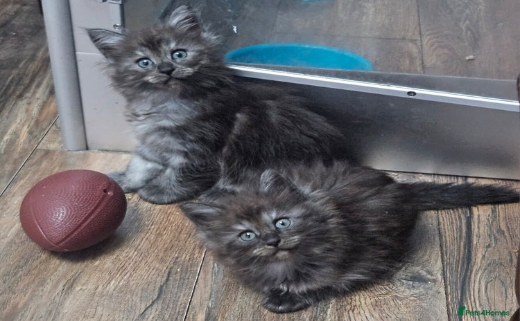 Maine Coon cats - Advert 1