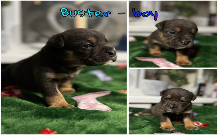 Olde English Bulldogge dogs - Advert 2