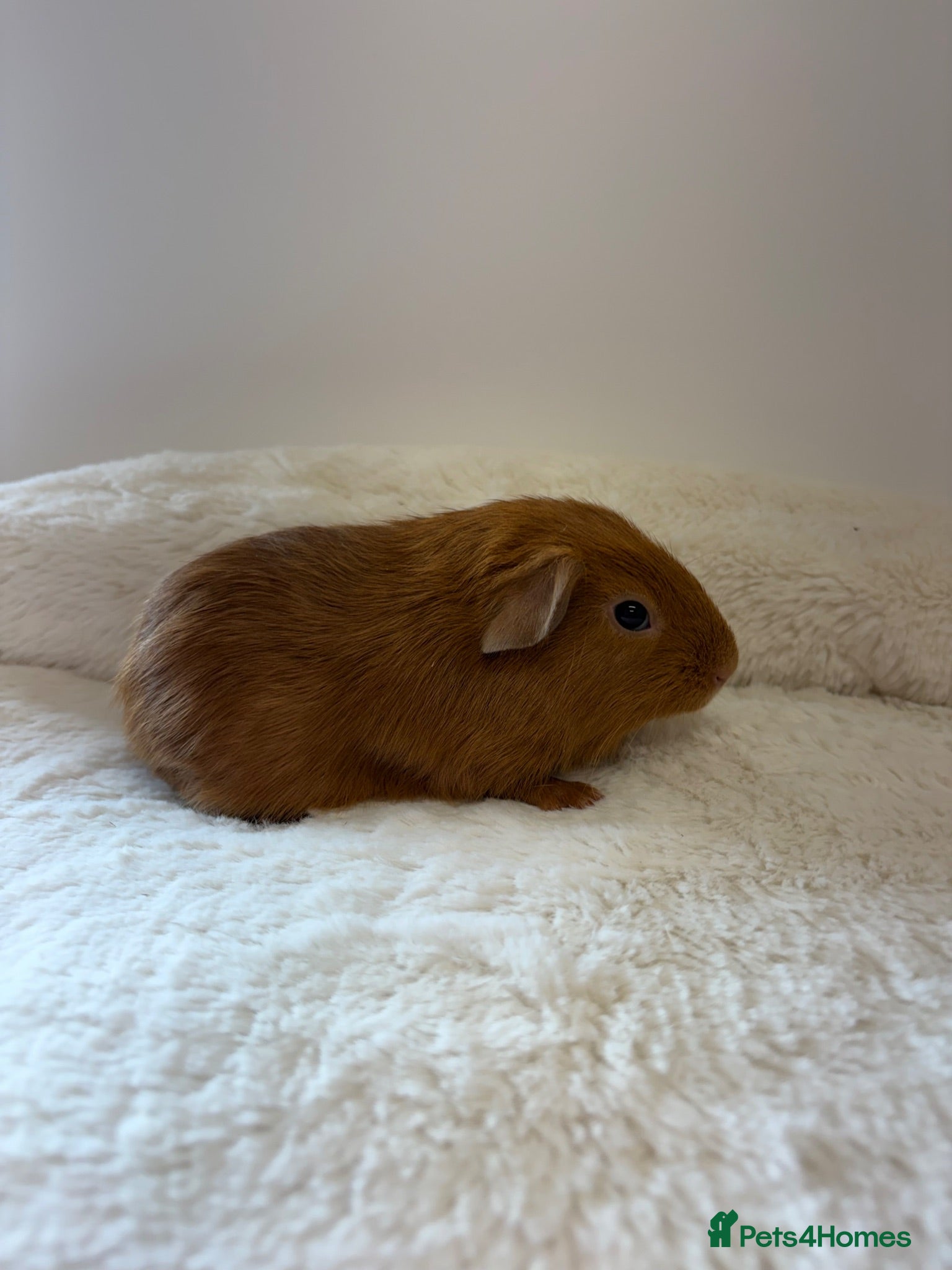 Guinea Pig rodents Last 2 ginger boys remaining  - Advert 1