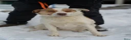 Mixed Breed dogs for adoption: ❤️🐶 LILA – NOT FOR A BUSY HOME in Nottingham - Advert 5