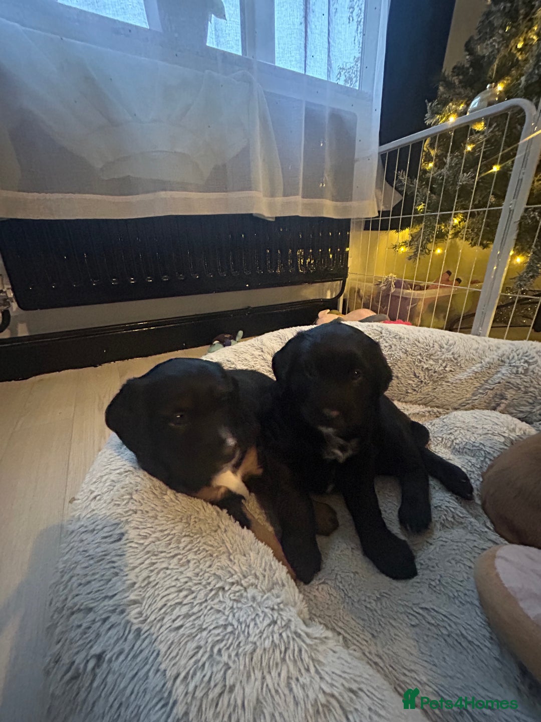 Mixed Breed dogs for sale: KC COCKER X MINI COLLIE PUPS  - Advert 22