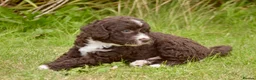 Spanish Water Dog dogs for sale: KC Spanish Water Dog Pups-Coastal Raised with ENS  - Advert 8