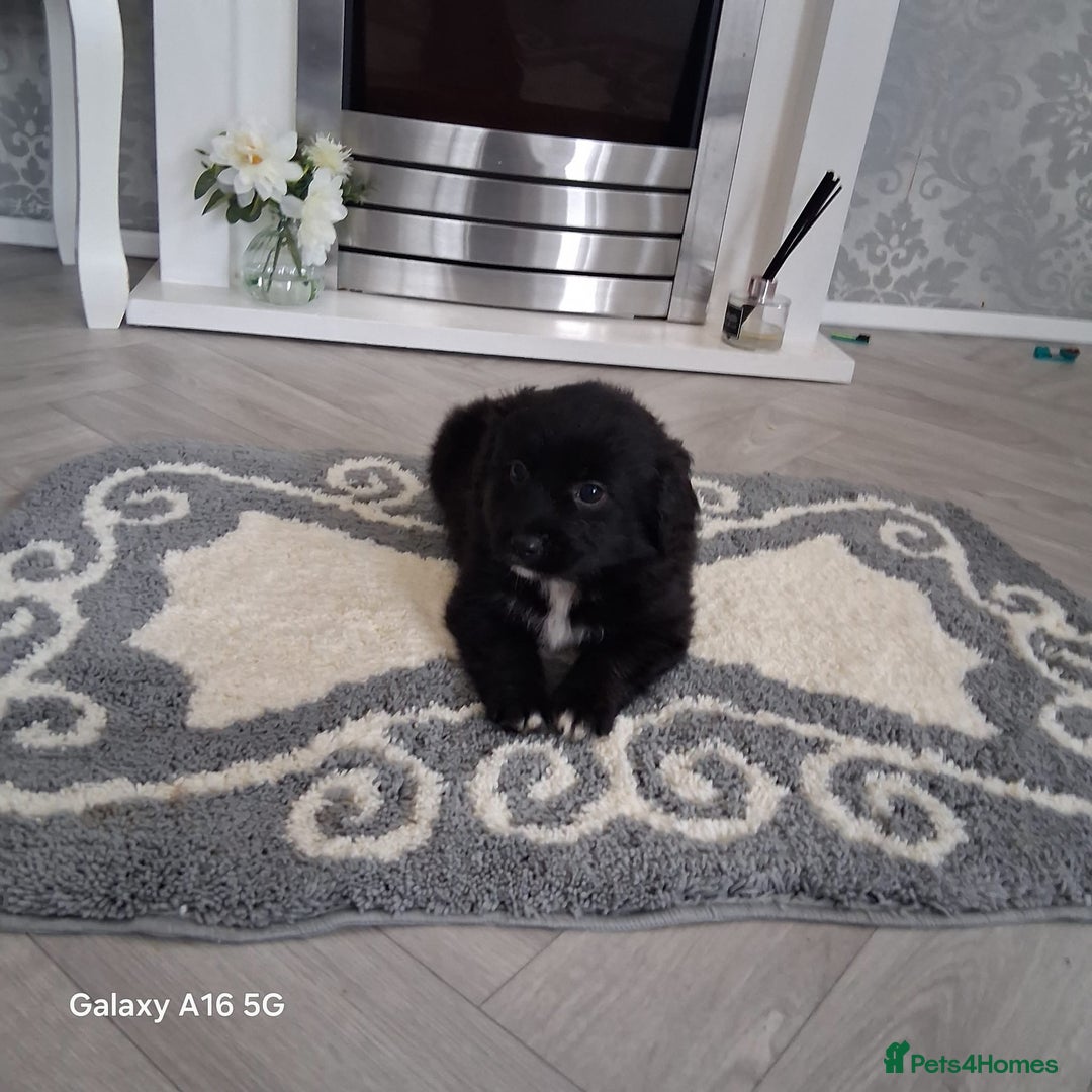 Pomeranian dogs for sale: 6 Pomeranian puppies  - Image 3