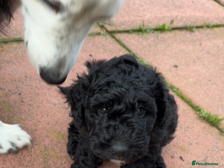 Bordoodle dogs - Advert 5