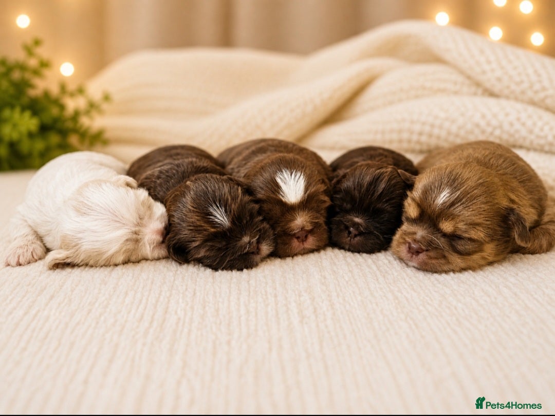 Shih Tzu dogs for sale: Chocolate Shih Tzu Puppies Ready June - Advert 1