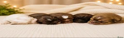 Shih Tzu dogs for sale: Chocolate Shih Tzu Puppies Ready June - Advert 1