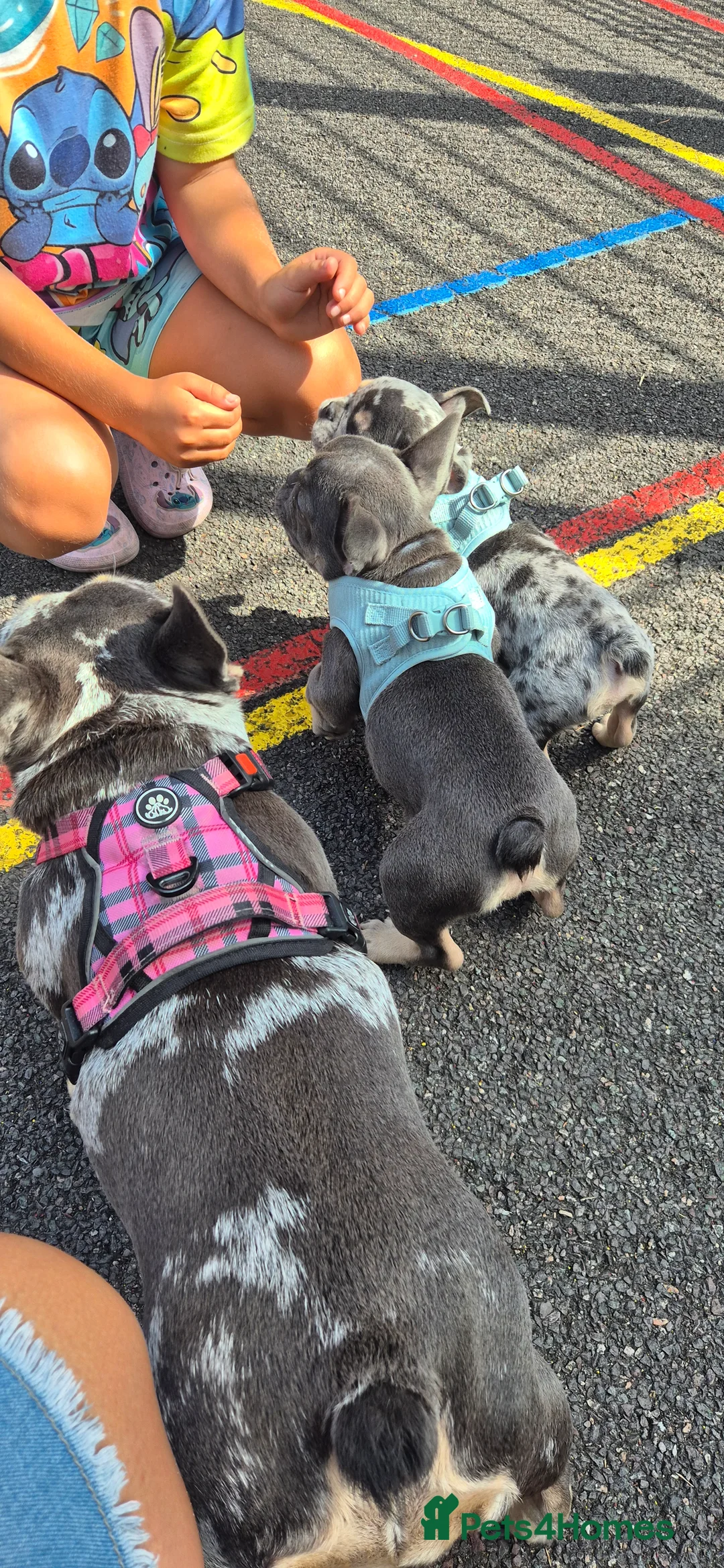 French Bulldog dogs for sale: French bulldog male puppy in London - Advert 2