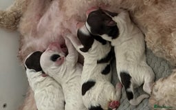 Mixed Breed dogs for sale: Cockapoo puppies  - Image 1