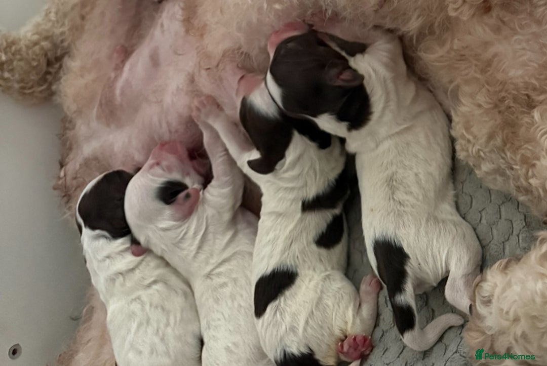 Mixed Breed dogs for sale: Cockapoo puppies  - Image 1