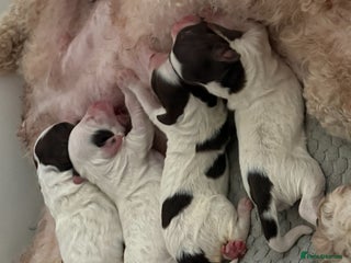 Mixed Breed dogs Cockapoo puppies - Advert 7