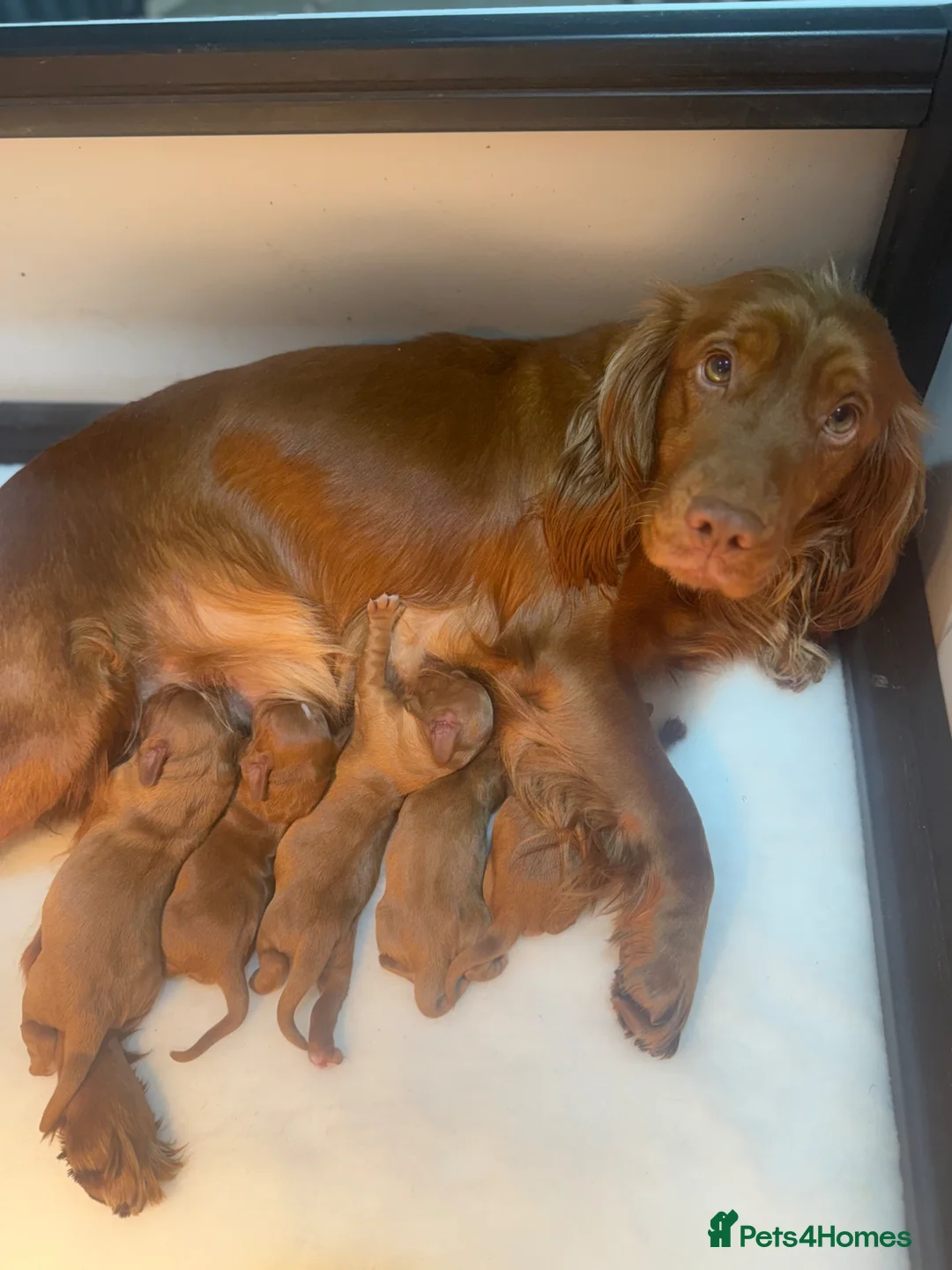 Cocker Spaniel dogs for sale: KC Registered Cocker Spaniel Puppies - Advert 7